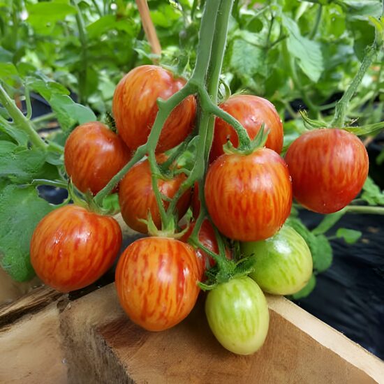 Balkona tomāti 'Tigret Red' (stāds)